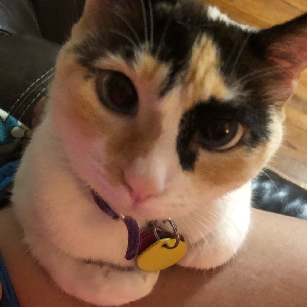 Meet your Posher, Karaline